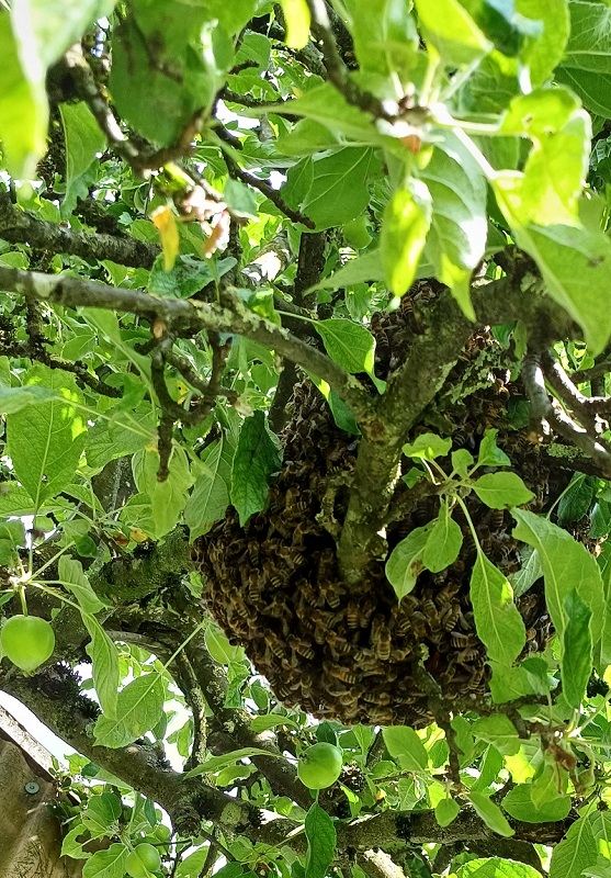 Bienenschwarm Märwil 2024