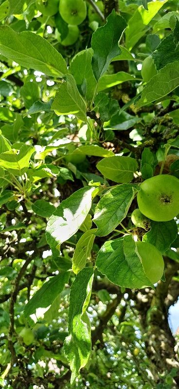 Bienenschwarm Märwil 2024