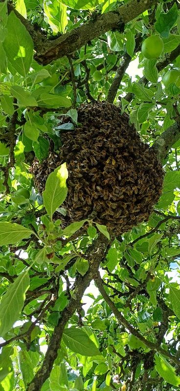 Bienenschwarm Märwil 2024