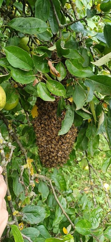 Bienenschwarm Sulgen 2024